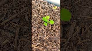 RADISH UPDATE 1 garden gardening gardeningtips [upl. by Mendoza]