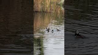 Hooded Merganser mating game birds amazingvancouver nature wildvancouver [upl. by Goldstein]