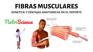 Fibras musculares [upl. by Nooj433]