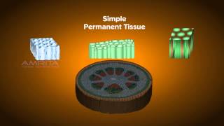 Plant Tissues  Class 9 Tutorial [upl. by Muhan]