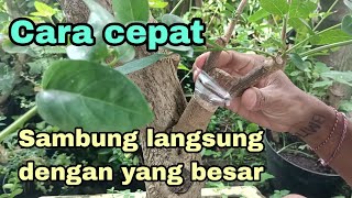 Menyambung wahong dengan batang sancang yang besar [upl. by Enautna]