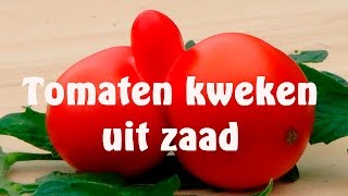 Tomaten kweken uit zaad [upl. by Attenwad39]