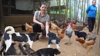 Sell ​​puppies to trader Taking Care of Ogarnic Chickens and Gardening Amy Forest life [upl. by Colinson]