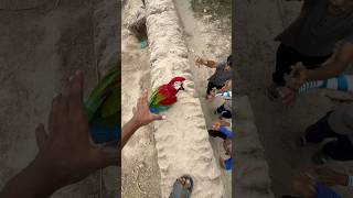 Macaw parrot ko pakarnay buray log aa gay [upl. by Aiksas]