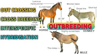 Animal Breeding Outbreeding Outcrossing Cross breeding Interspecific Hybridisation Hisardale [upl. by Gorman689]