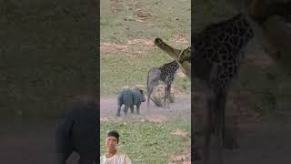 Wild animals giraffe animals giraffe [upl. by Diehl332]