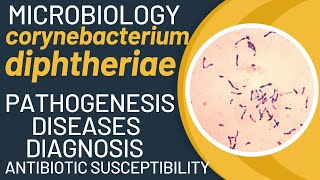 Corynebacterium diphtheriae pathogenesis  Corynebacterium diphtheriae microbiology  Diphtheria [upl. by Adnara]