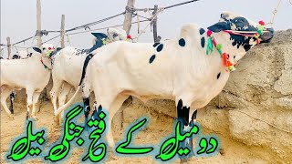 Today mandra mandi 2024 latest update ll Part 2 ll Domail mandi ll Jamil tv ll [upl. by Schuster]