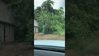 Touring 9 Acre Lot for Sale in Annotto Bay St Mary [upl. by Perri447]