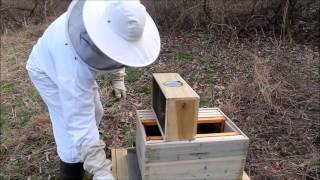 Step by Step Guide Starting a Bee Hive with boxed bees Tutorial Beginners Guide [upl. by Lamont]