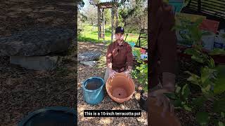 How to Select and Maintain Citrus Trees with Scott from New Garden Road [upl. by Maire]