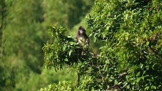 Phayres leaf monkey also known as Phayres langur [upl. by Borlase]