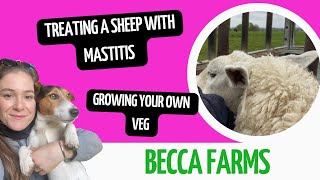 Saving a ewe with mastitis [upl. by Ranit885]