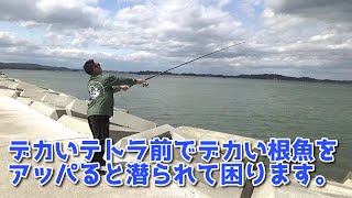 【根魚釣り】３８秒で来る大物との闘い [upl. by Sauer536]