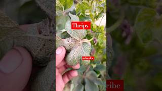 Thrips attack on cotton  Control of Thrips disease thrips shorts [upl. by Eelyk]