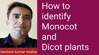 How to identify monocot and dicot plants [upl. by Erdnoid]