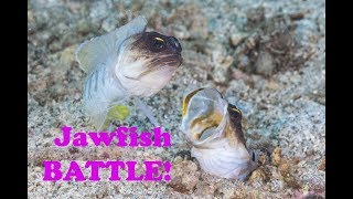 Underwater Jawfish Battle [upl. by Ragouzis]