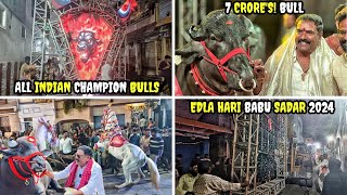 7 Crores😲  All India Champion Bulls  Edla Hari Babu Sadar 2024  Grand Moving Truss💥 Musheerabad [upl. by Bohun865]