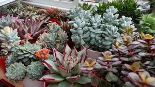 Su Terapisi Yapıyorum plants succulent garden keşfet çiçek love succulents suculentasbrasil [upl. by Ierna427]