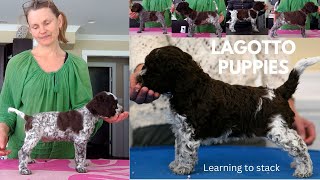 Lagotto puppies learning to stack [upl. by Festa]