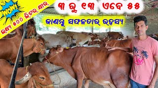 ଲକ୍ଷ୍ୟ ୫୦୦ ଲିଟର କ୍ଷୀର ଉତ୍ପାଦନ  Target 500 liters milk in a day  Dairy farming in Odisha [upl. by Tyne]