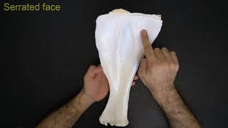 Scapula  Comparative anatomy [upl. by Zoes]