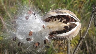 Seed dispersal  The great escape [upl. by Christalle187]