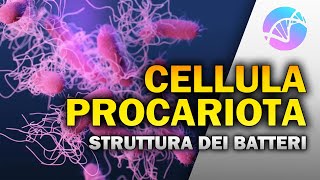 La Cellula Procariota  Struttura e funzioni dei Batteri 🦠 [upl. by Isaak951]