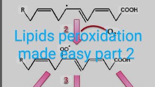 CV B 004Significance of lipid peroxidation part 2 [upl. by Narih]