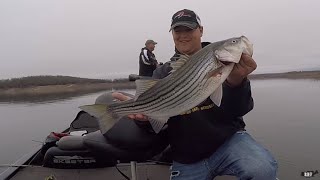 White Bass and Striper fishing on Bull Shoals Lake [upl. by Dulla657]