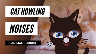 Cat Howling Noise  cat howling  sound effect [upl. by Javler]