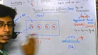 Radial immunodiffusion [upl. by Nyroc444]