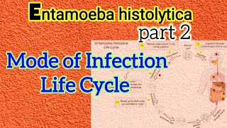 Life Cycle of Entamoeba histolytica  Mode of Infection of Amoebiasis  Parasitology [upl. by Eserahc392]