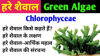 हरे शैवाल Green Algae  chlorophyta  chlorophyceae  characteristics amp importance of green algae [upl. by Malony]