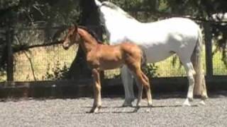 Andalusian Dressage Partners Valencia ADP December 2010 [upl. by Erreipnaej32]