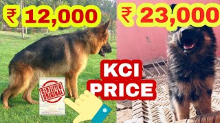 KCI registered German shepherd price [upl. by Alilad]