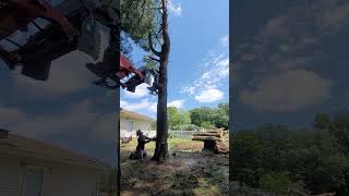 Behind the Scenes of a Precision Tree Feller Felling a Pine Tree treefelling arborist [upl. by Atiugram196]