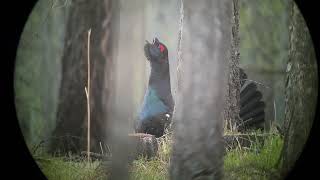 Black billed Capercaillie Terrelj National Park Mongolia May 2024 [upl. by Gardol139]