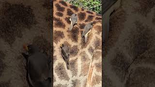 RedBilled Oxpecker grooming a Giraffe A closeUp Encounter in Kruger Park [upl. by Yelats]