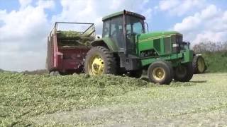 Chopping Corn Silage near Maria Stein Ohio  August 2016 [upl. by Oicnerual286]