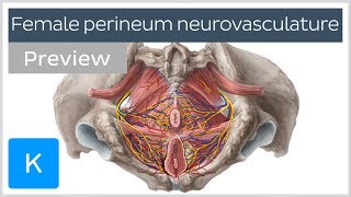 Nerves arteries and veins of the female perineum preview  Human Anatomy  Kenhub [upl. by Anuahs]