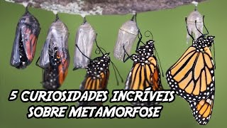 5 Curiosidades Incríveis sobre Metamorfose [upl. by Wandis912]