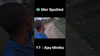 Mor Spotted near Barwa Ghat AjayMirdha AjayMirdhaShorts [upl. by Adnawyek441]