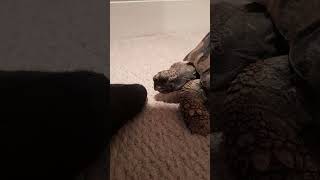 Itchy the tortious bitting my foot [upl. by Waldemar]