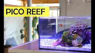 Marchs Reef Casa 6 Gallon Pico Reef Aquarium [upl. by Branden]