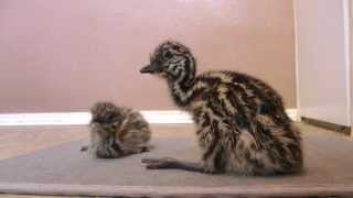 Funny video  Newborn Emu chicks learn how to walk sooooo cute [upl. by Reeher]