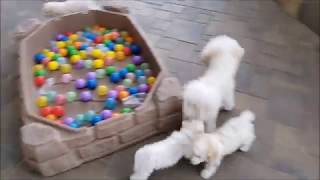 Hollyhock Bichons 2018 litters Week 11 outside [upl. by Annat]