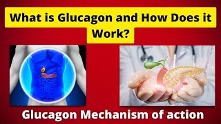 What is Glucagon and How Does it Work [upl. by Ahsikcin314]