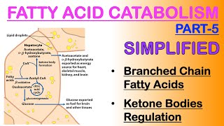 Fatty acid Catabolism Part5 [upl. by Lenrad]