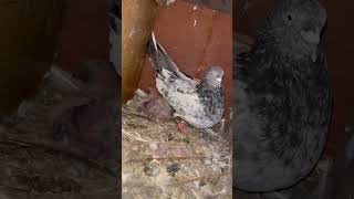 🐣❤️👀shorts foryou fyp kabutarbazi pigeon kabootar youtubeshortsviral youtubeindia [upl. by Ramraj]